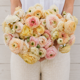 Ranonkel 'Amandine Wedding Pastel'
