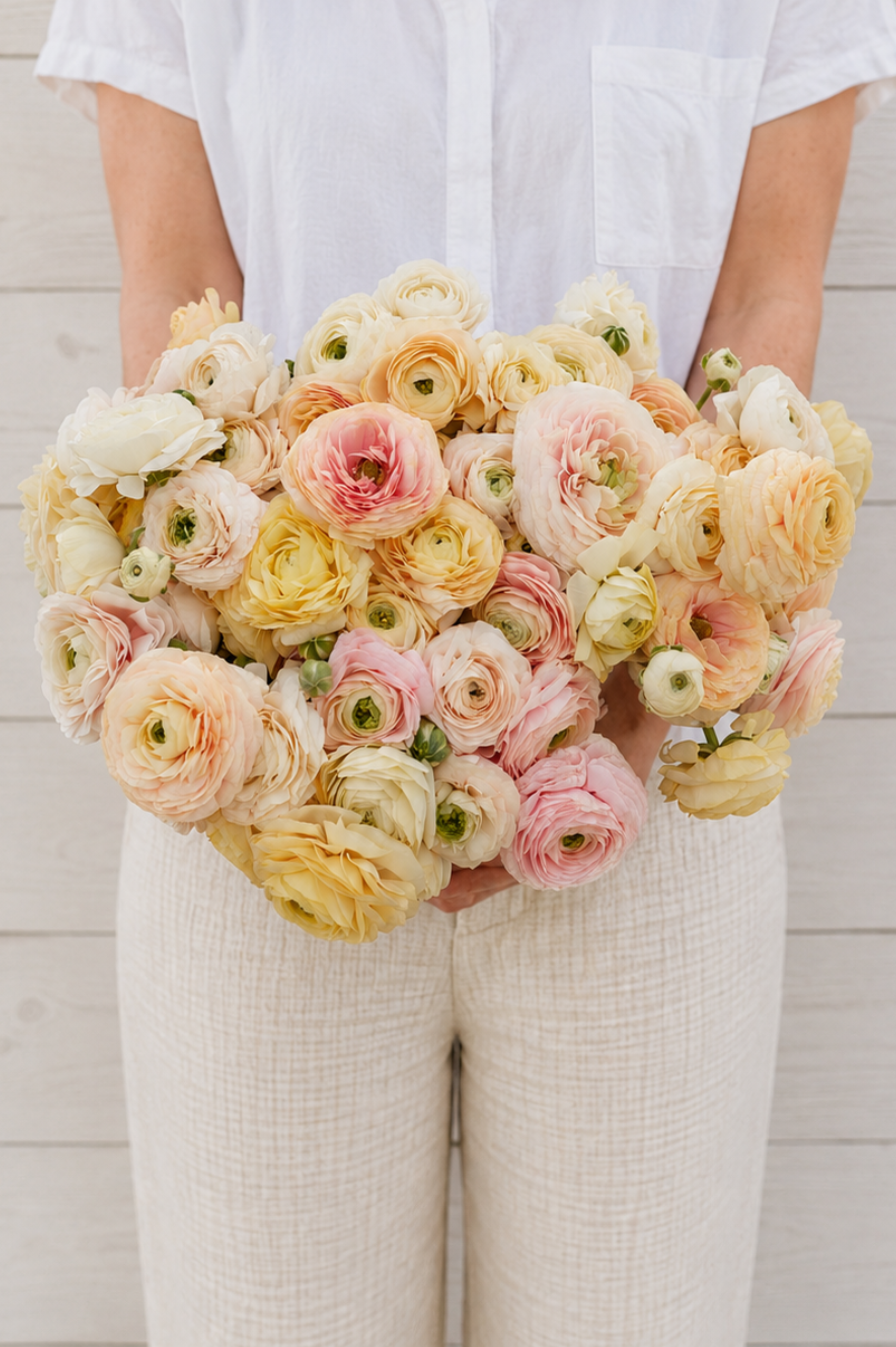 Ranonkel 'Amandine Wedding Pastel'