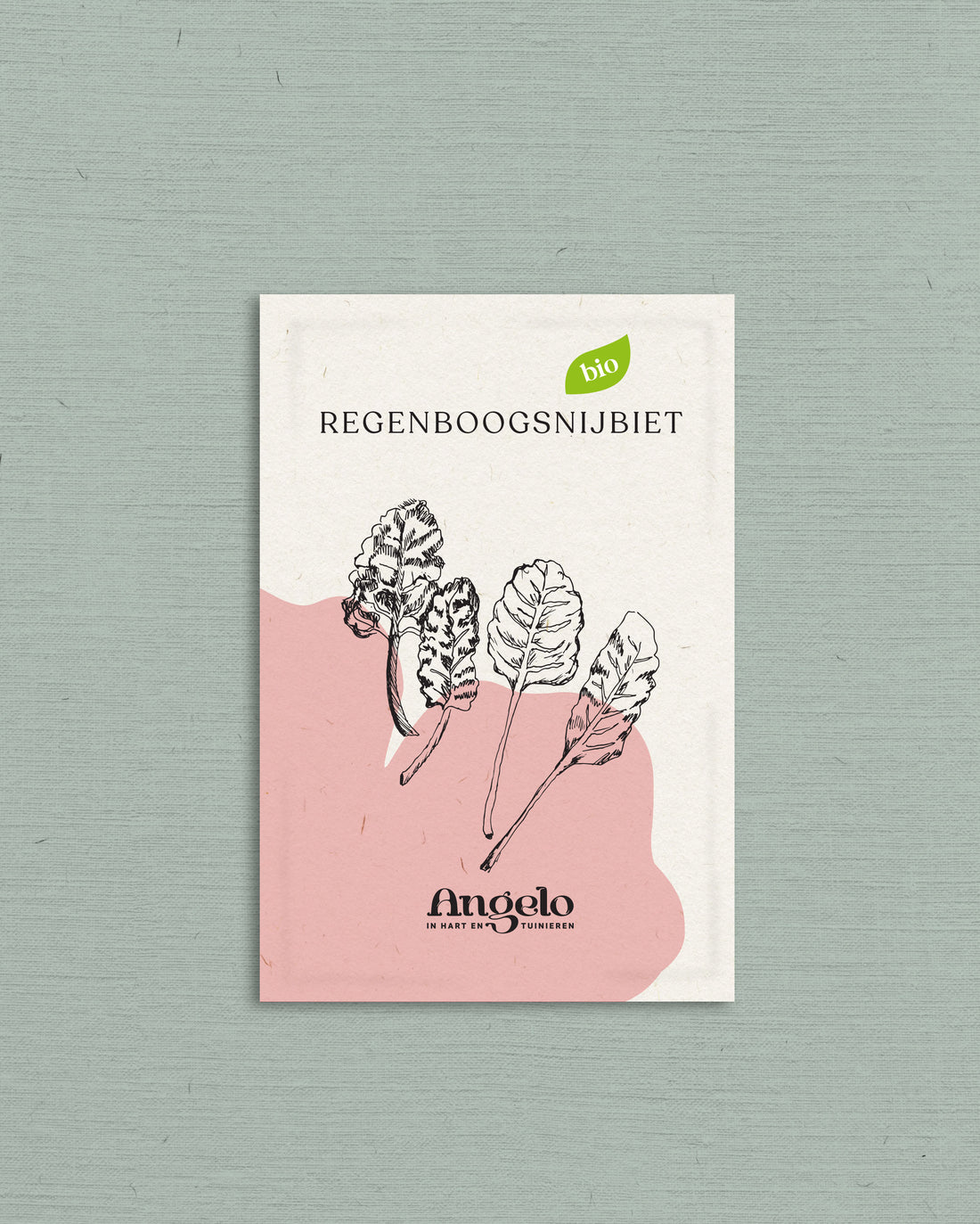 Regenboogsnijbiet-Angelo