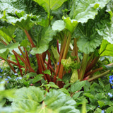 Rheum rhabarbarum of rabarber