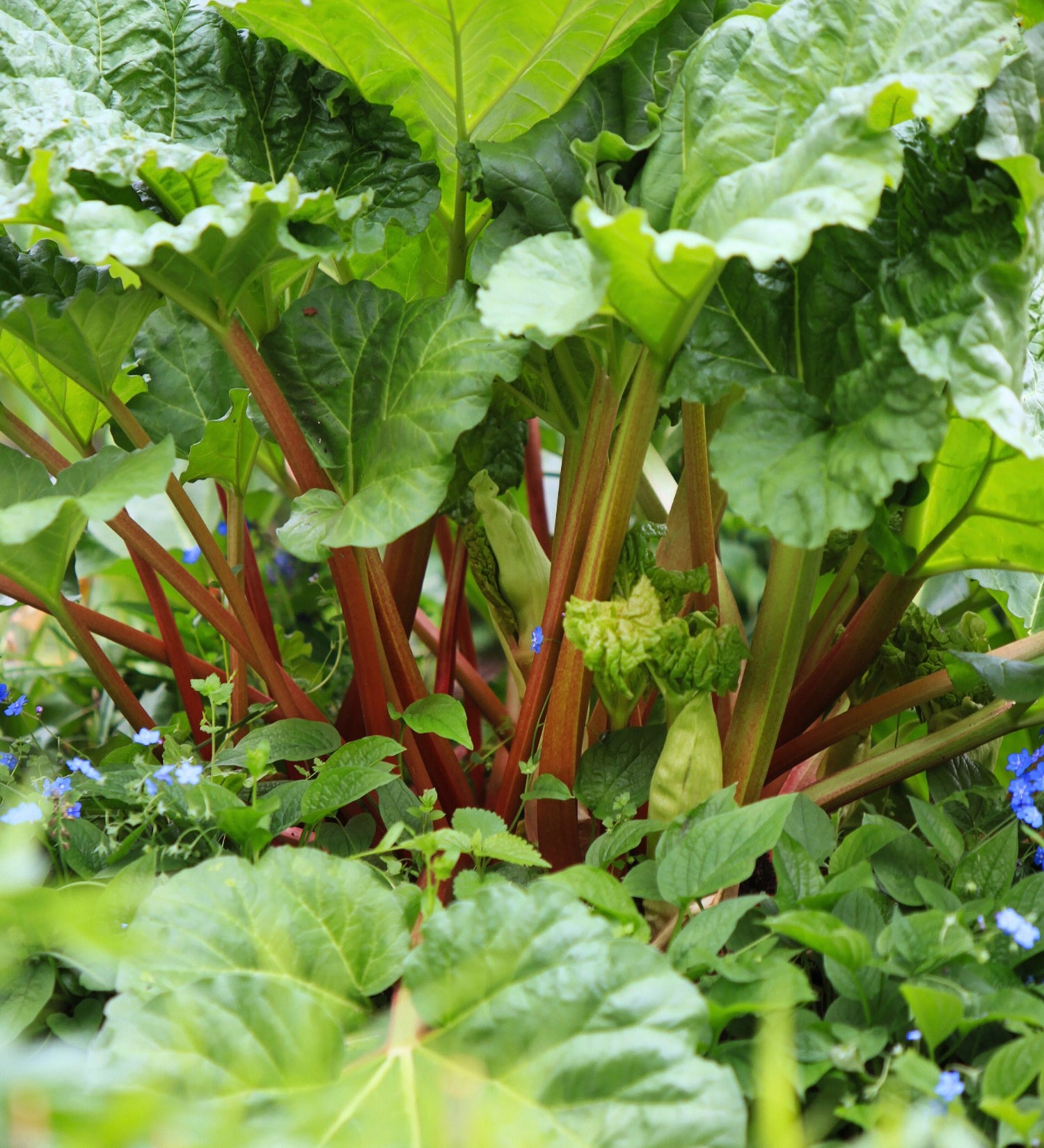 Rheum rhabarbarum of rabarber