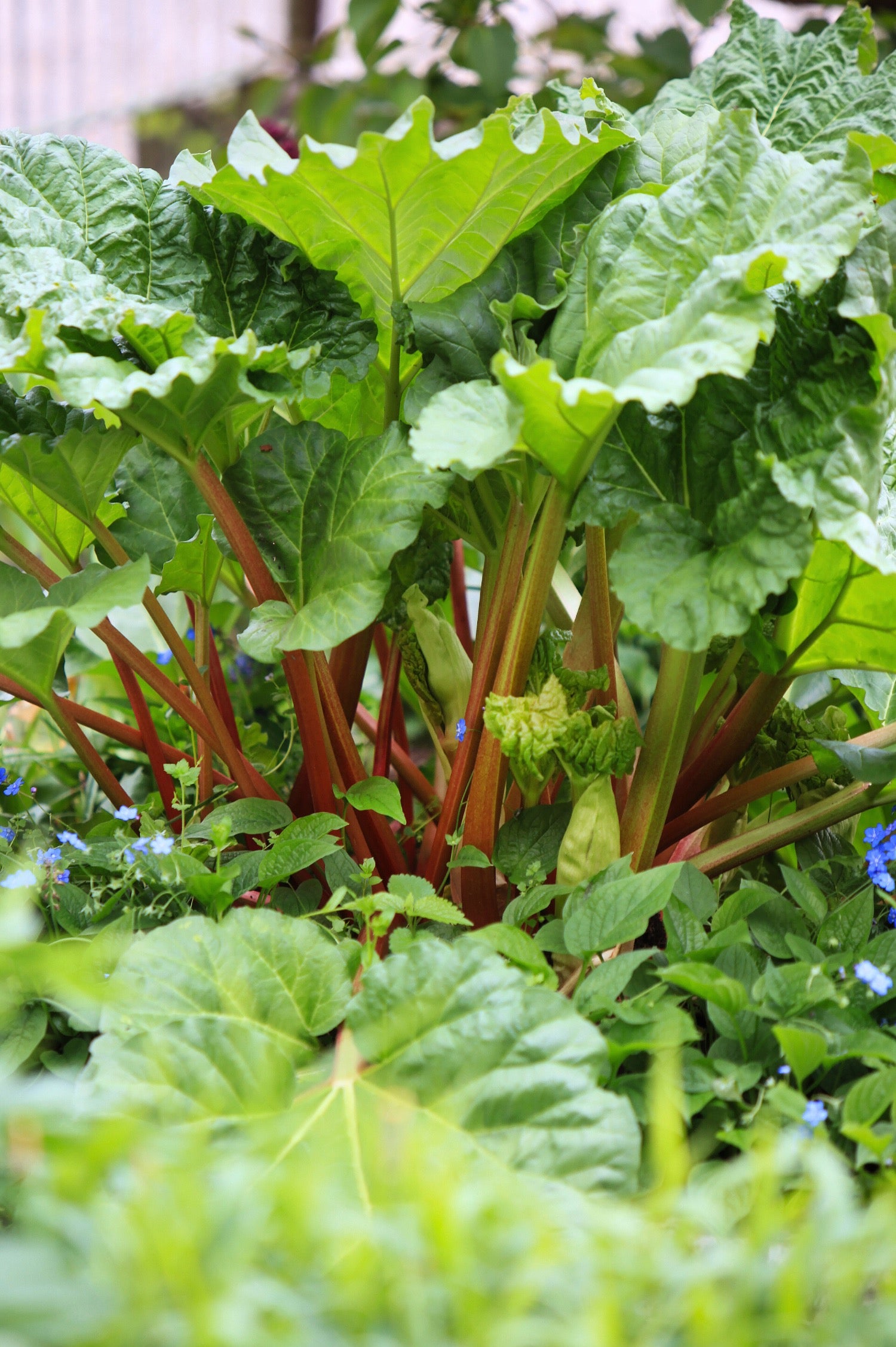 Rheum rhabarbarum of rabarber