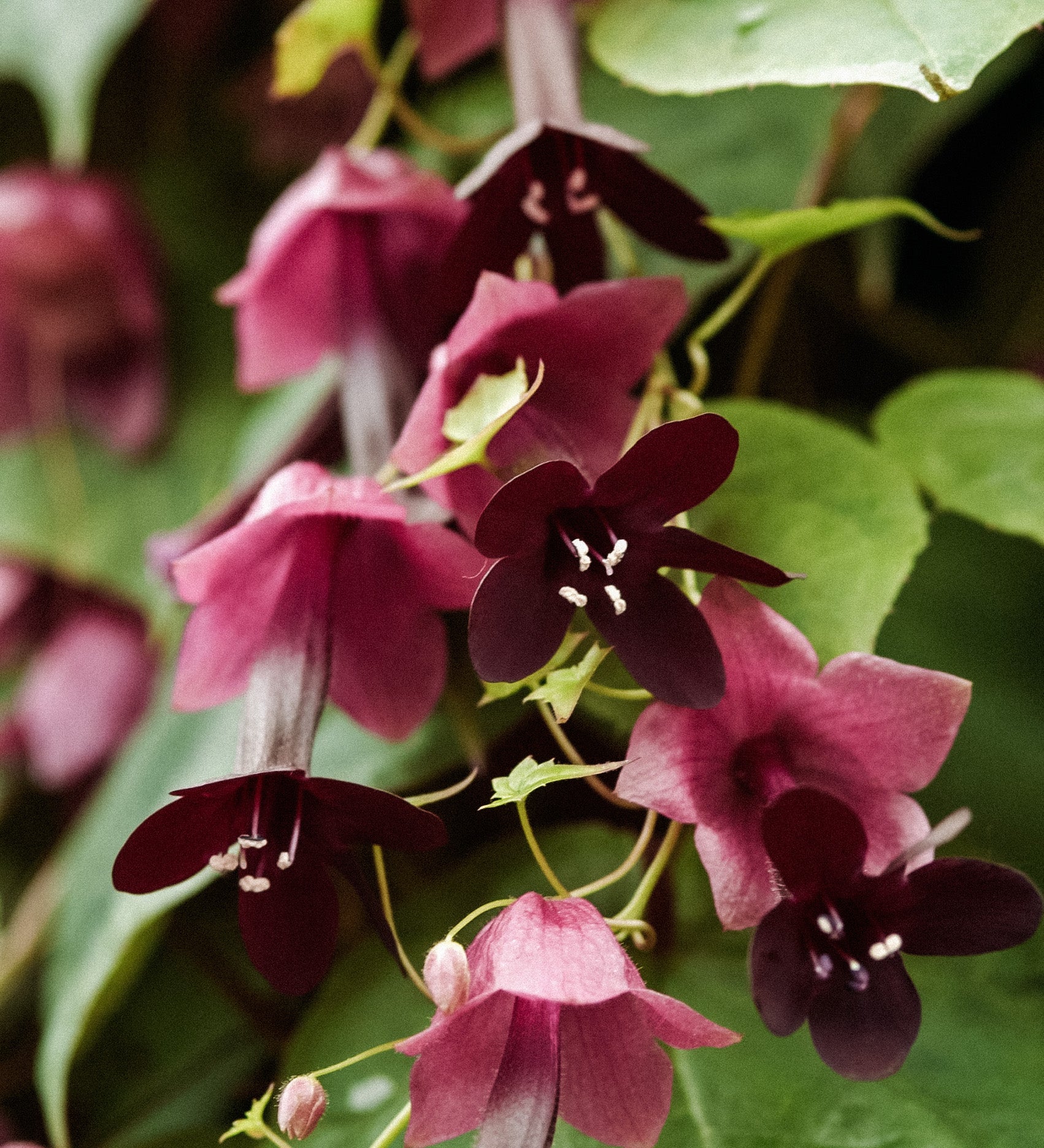 Rhodochiton atrosanguineum 'purple bells'-Angelo