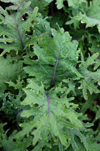 Red Russian leaf cabbage