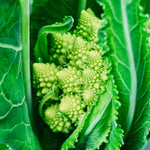 Romanesco 'Natalino'-Angelo
