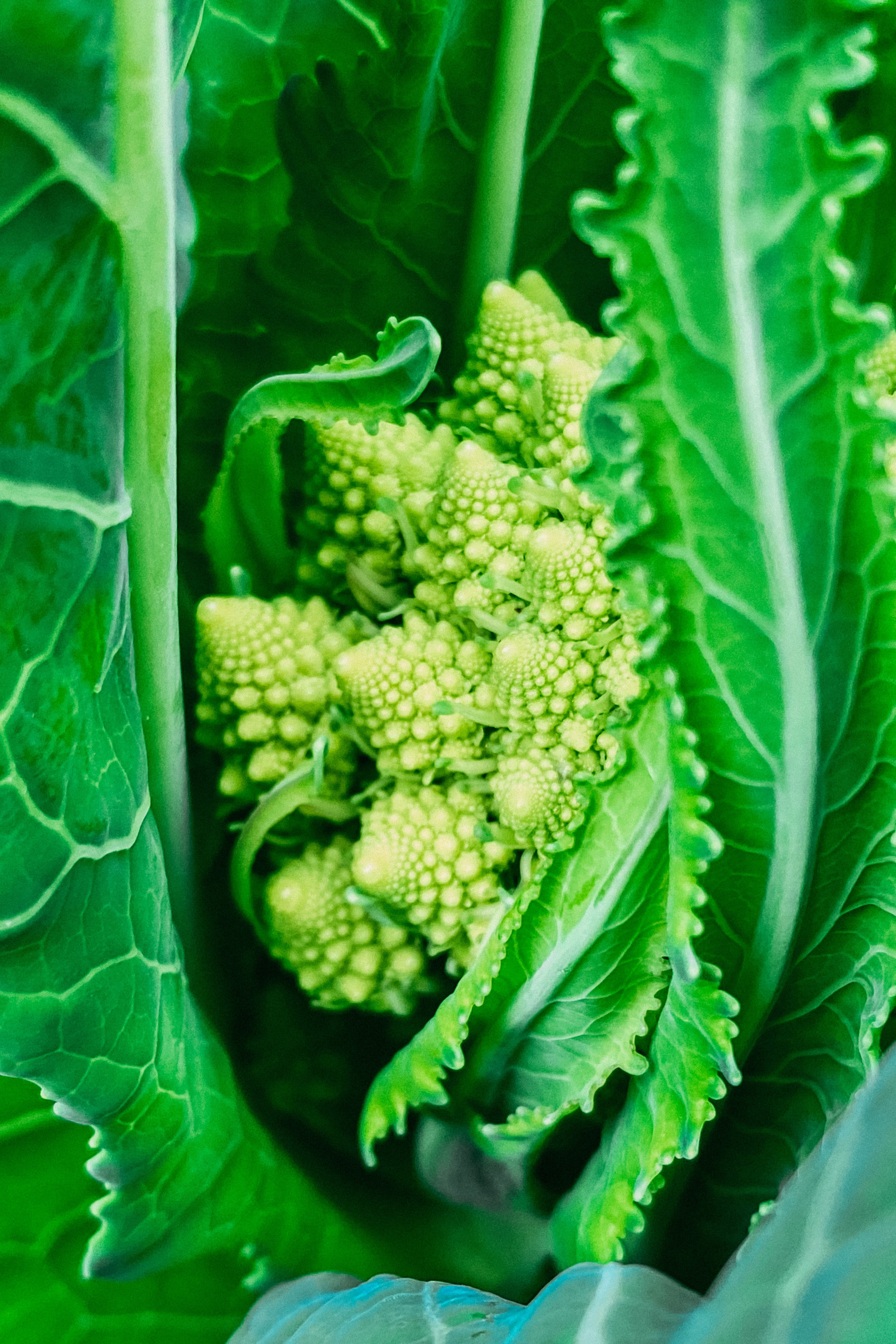 Romanesco 'Natalino'-Angelo