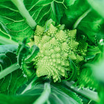 Romanesco 'Natalino'-Angelo