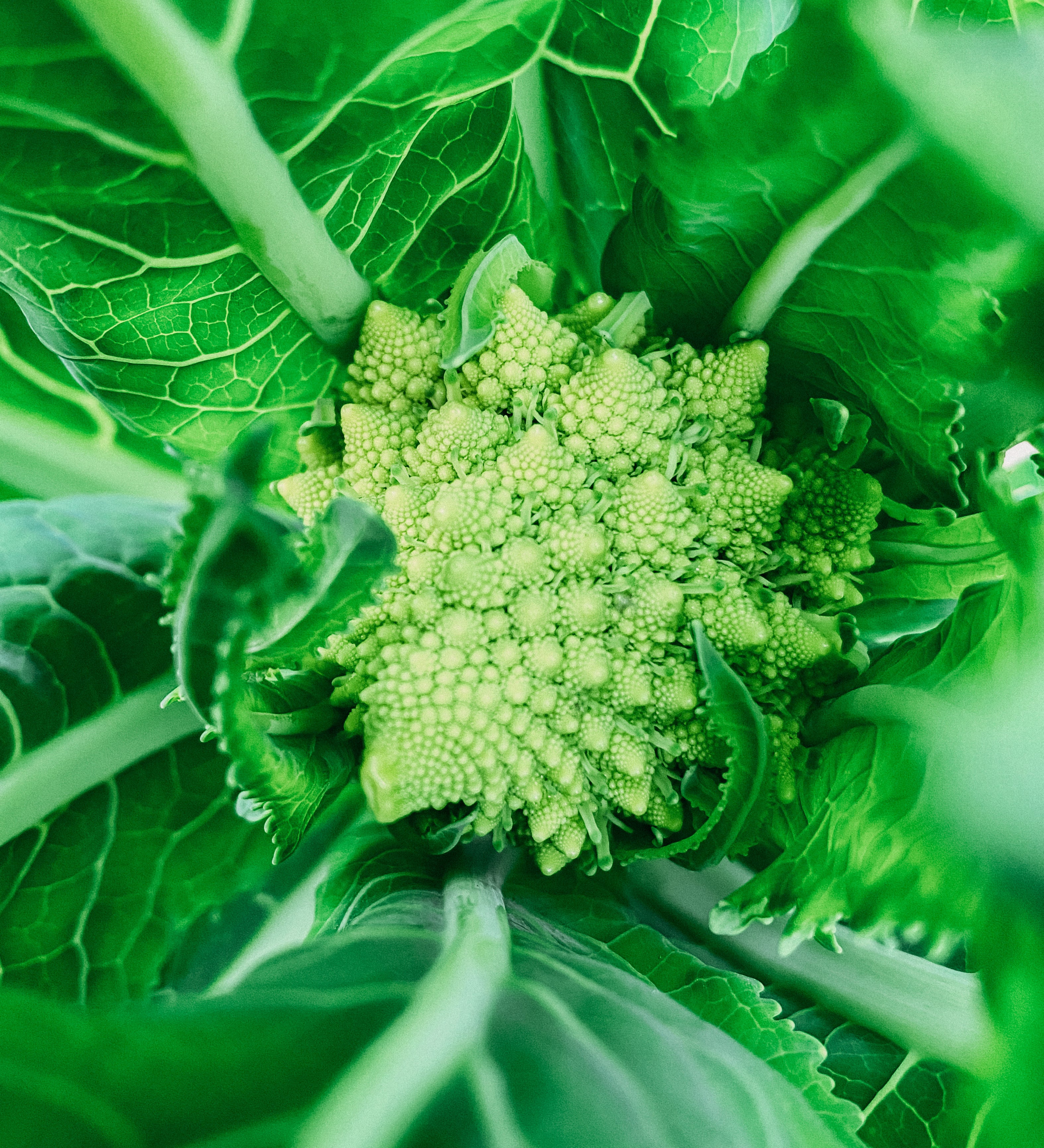 Romanesco 'Natalino'-Angelo