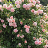 Klimroos 'Strawberry Hill'