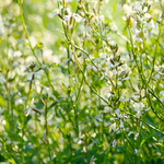 Rucola 'Lola'-Angelo