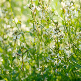 Rucola 'Lola'-Angelo