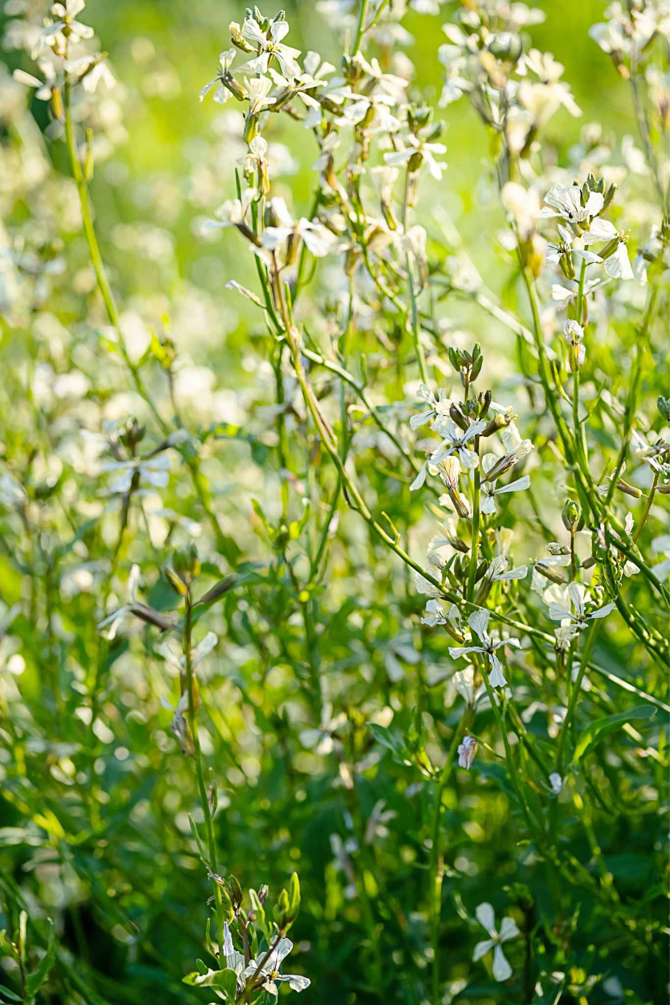 Rucola 'Lola'-Angelo