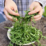 Rucola 'Lola'-Angelo