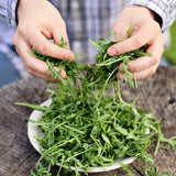 Rucola 'Lola'-Angelo