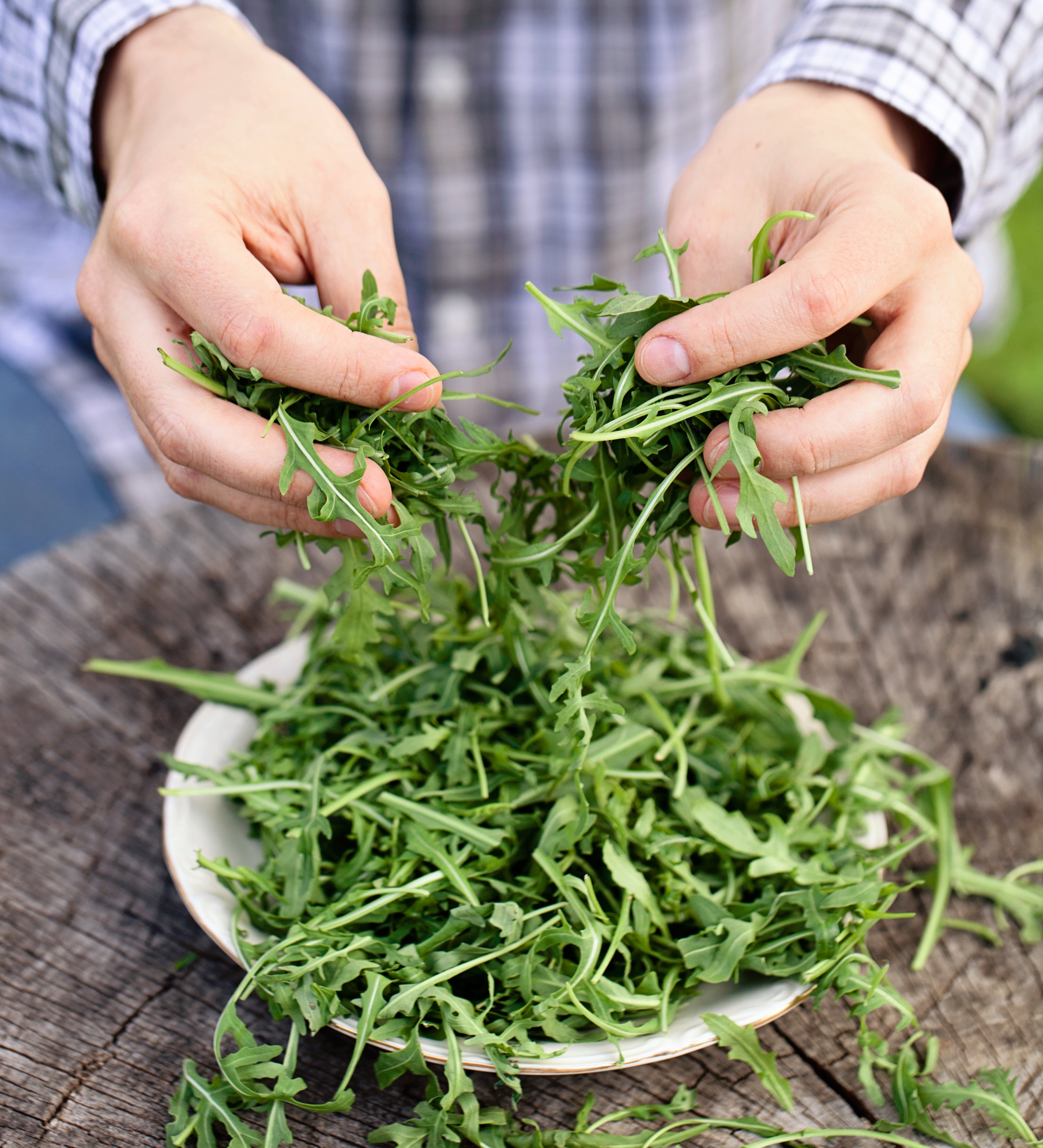 Rucola 'Lola'-Angelo