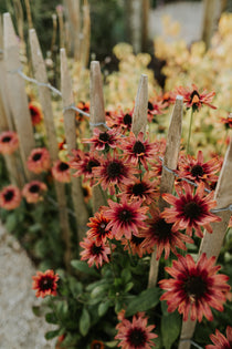 Rudbeckia hirta 'cherry brandy'-Angelo