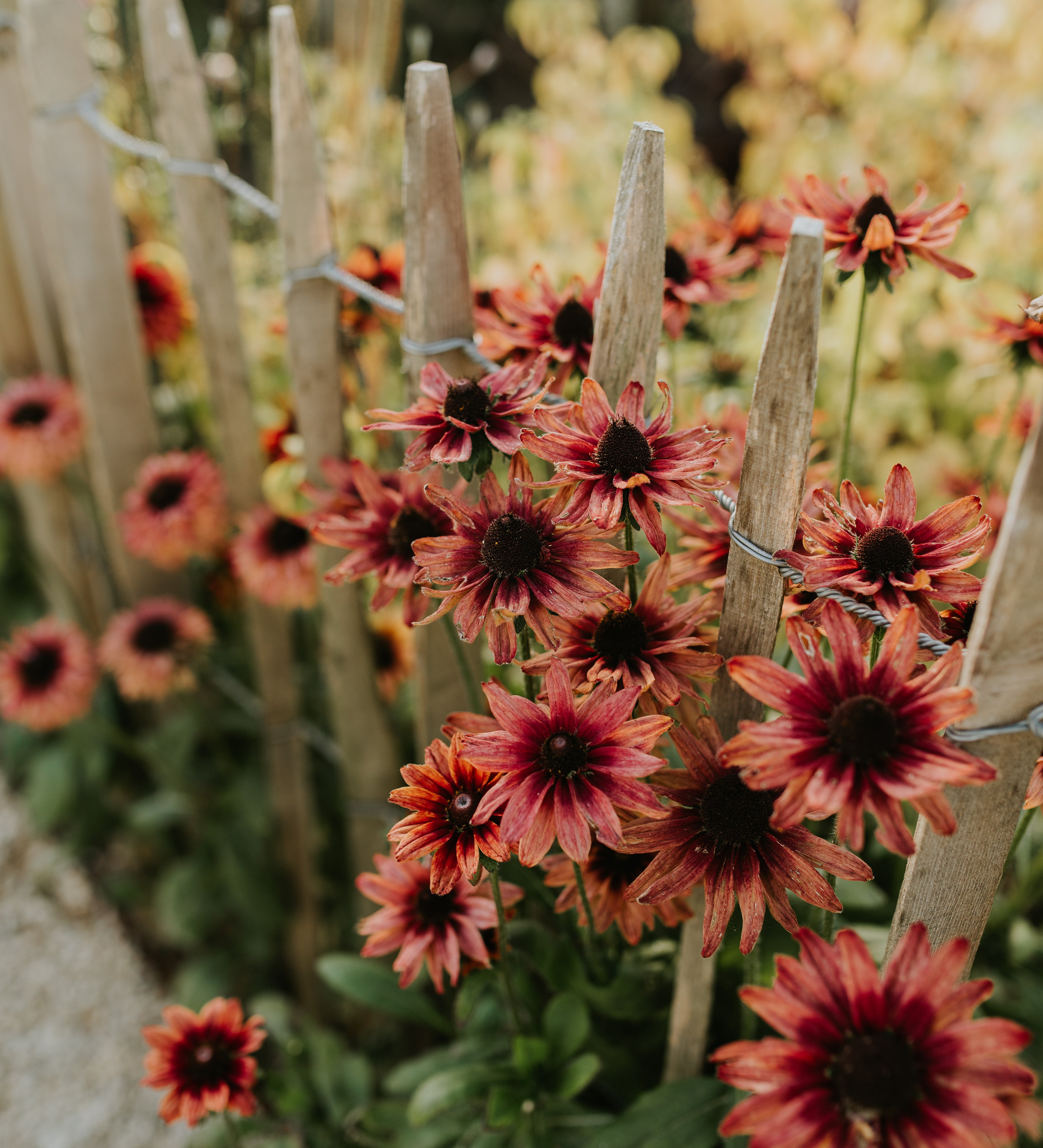 Rudbeckia hirta 'cherry brandy'-Angelo