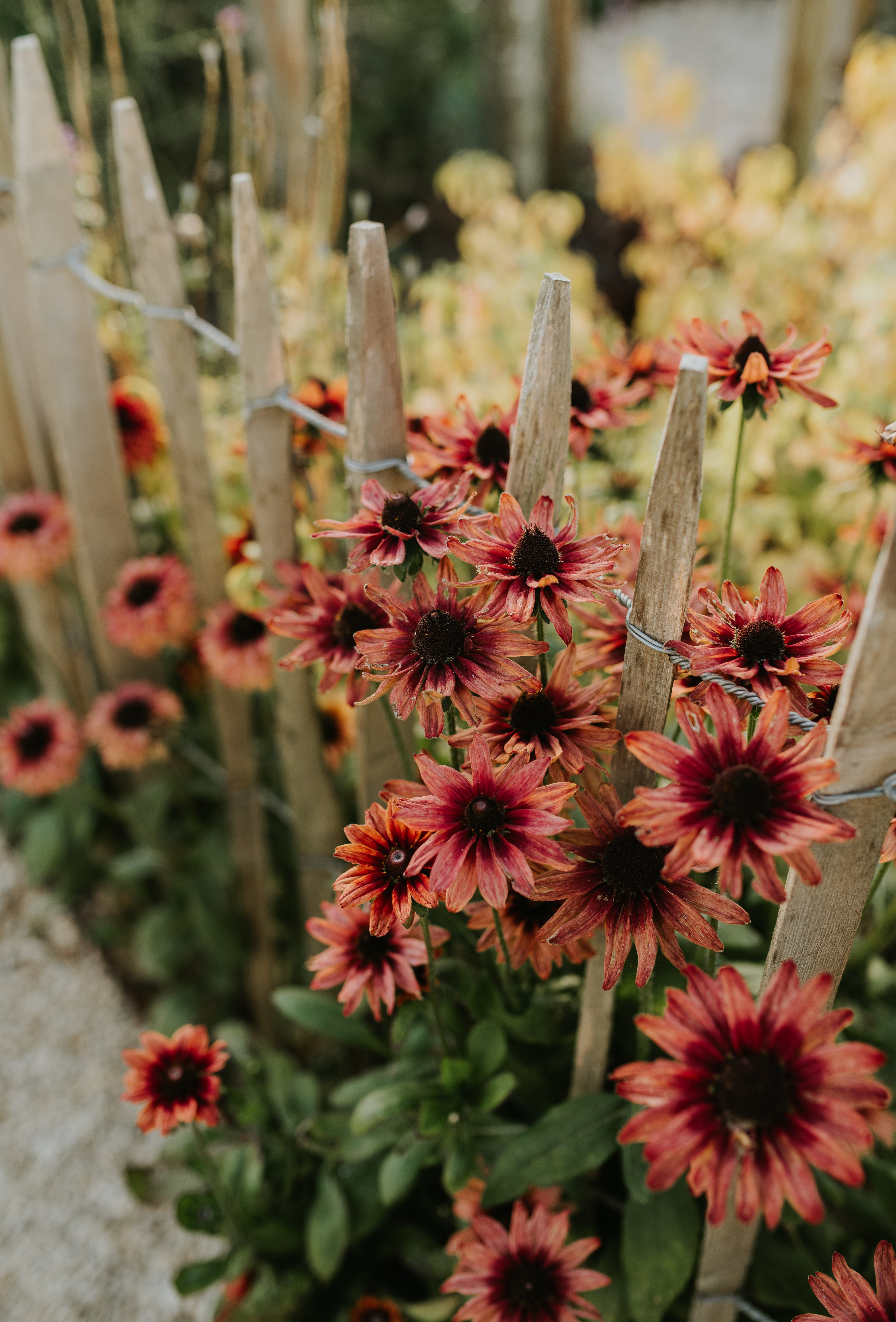 Rudbeckia hirta 'cherry brandy'-Angelo