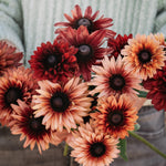 Rudbeckia hirta 'sahara'-Angelo
