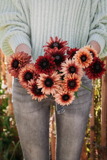 Rudbeckia hirta 'sahara'-Angelo