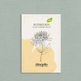 Rudbeckia hirta 'Susan Herbstwald'-Angelo