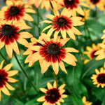 Rudbeckia hirta 'Susan Herbstwald'-Angelo
