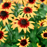 Rudbeckia hirta 'Susan Herbstwald'-Angelo