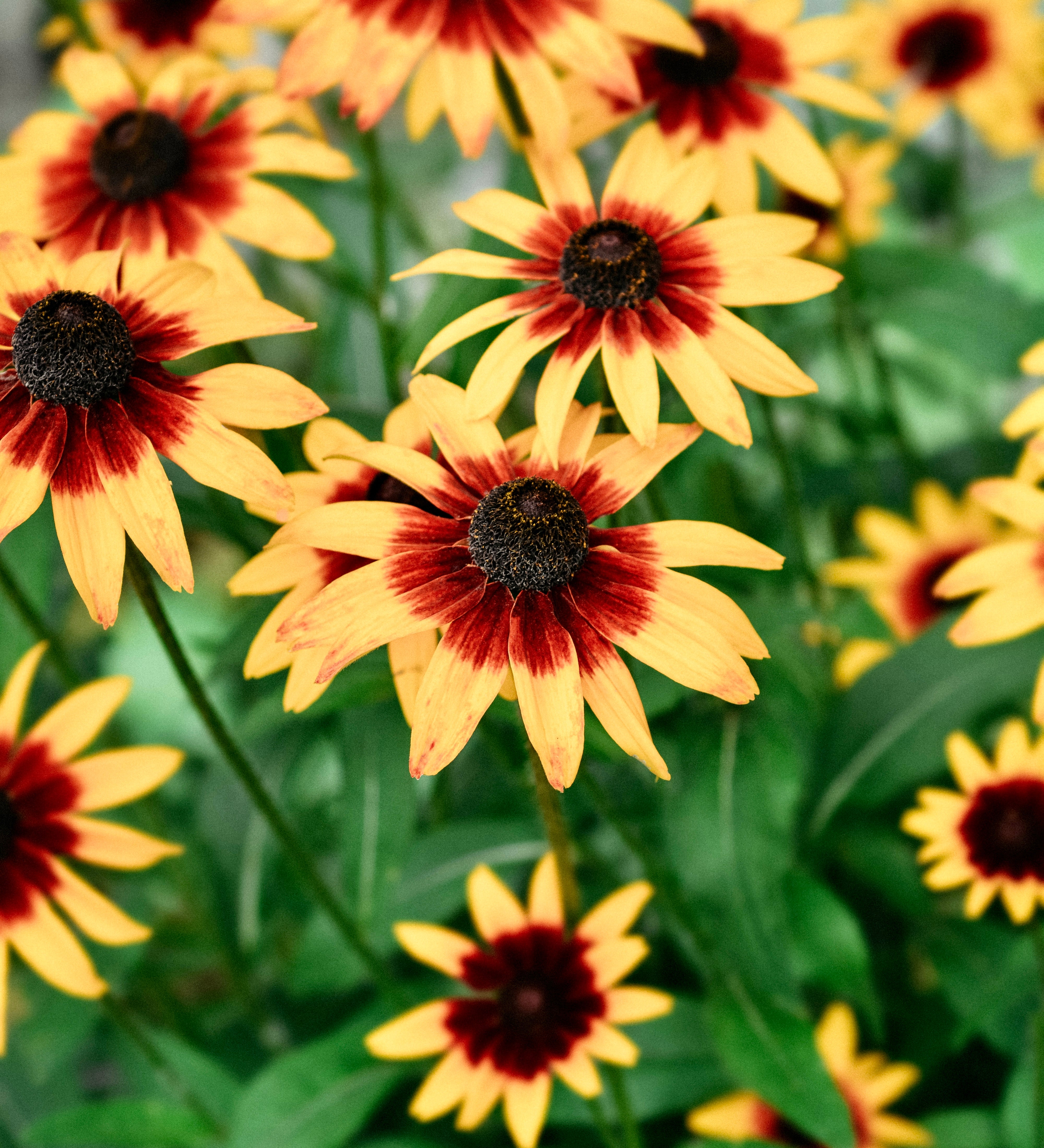Rudbeckia hirta 'Susan Herbstwald'-Angelo