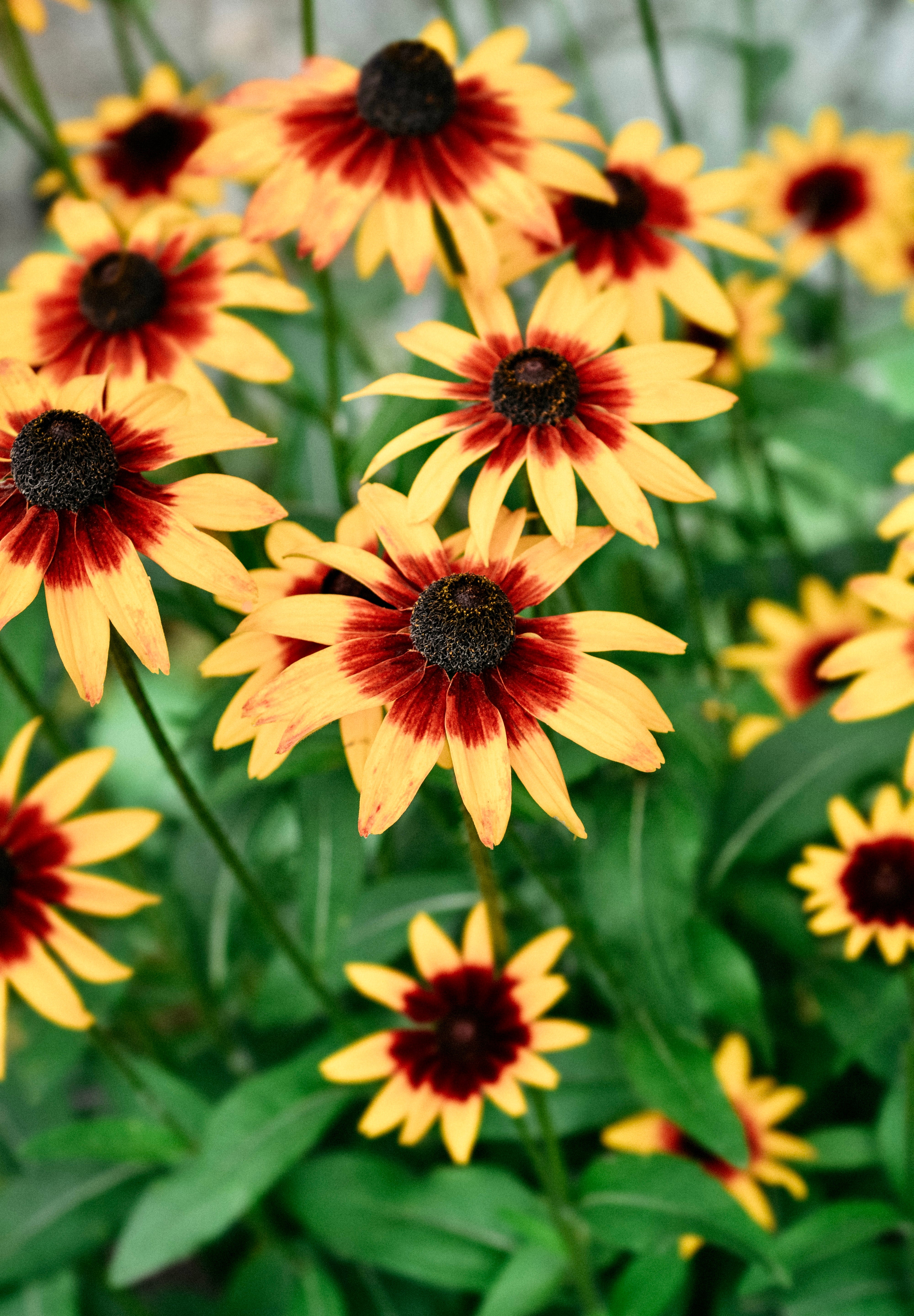 Rudbeckia hirta 'Susan Herbstwald'-Angelo