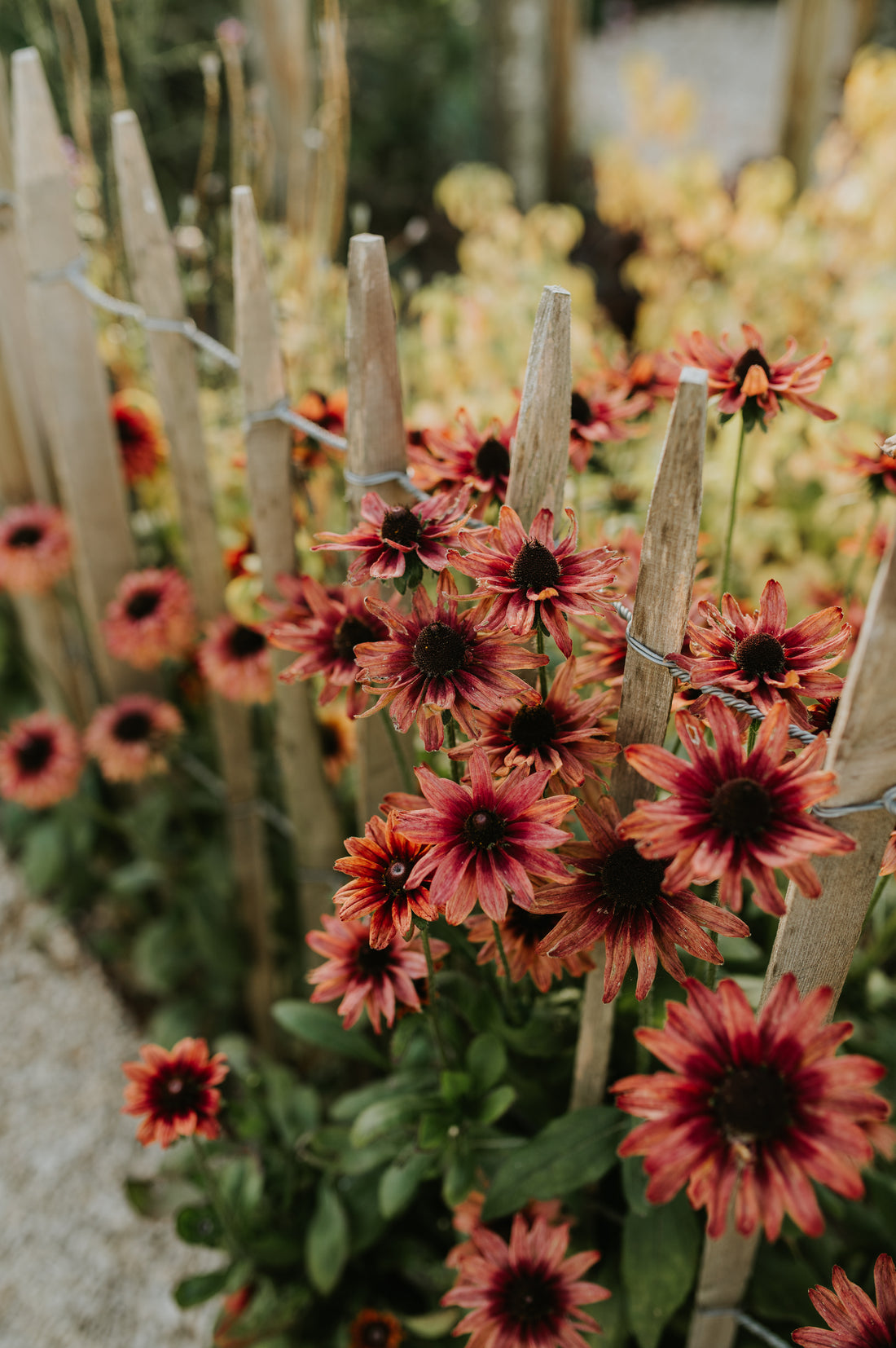 Rudbeckia hirta &