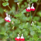 Salvia microphylla 'Hot Lips'