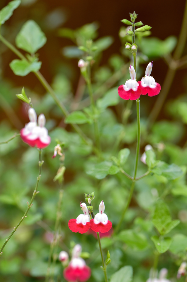 Salvia microphylla 'Hot Lips'