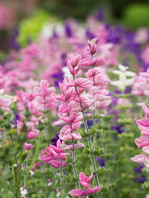 Salvia horminum 'Pink Sundae'-Angelo
