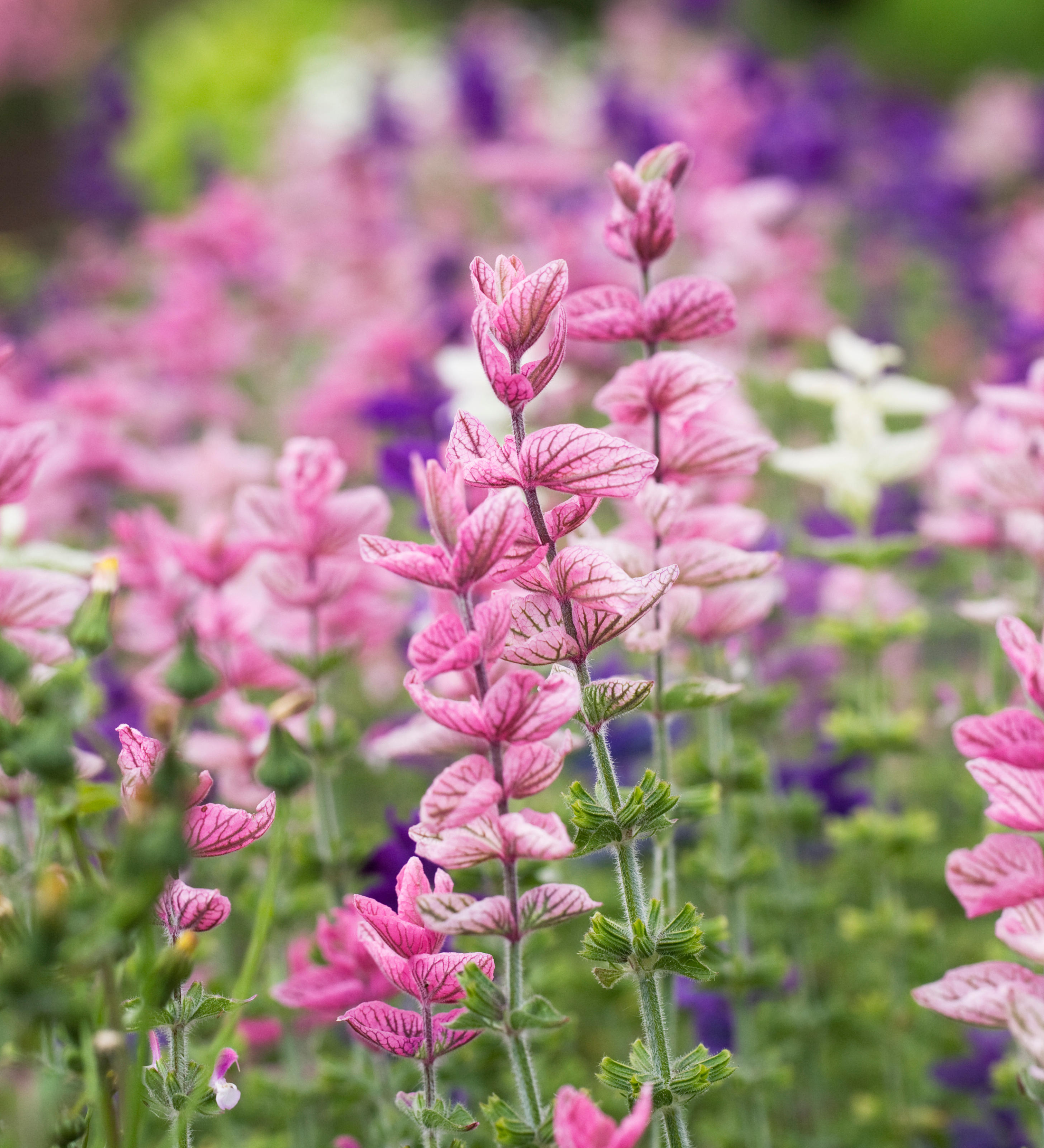 Salvia horminum 'Pink Sundae'-Angelo