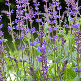 Salvia nemorosa