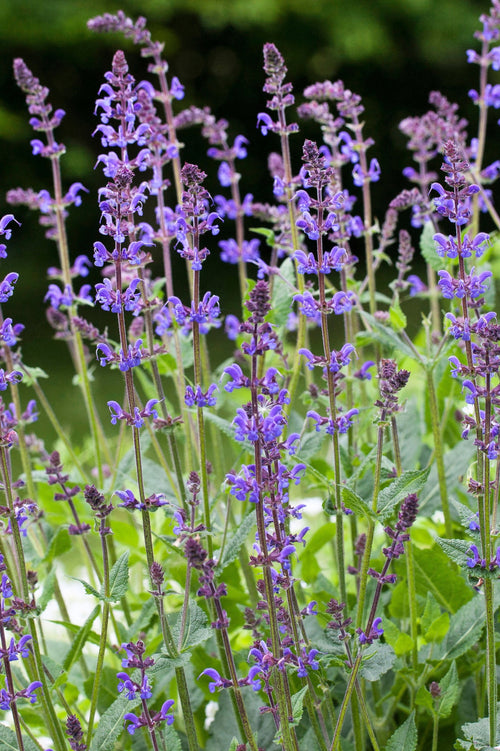 Salvia nemorosa