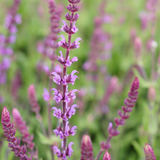 Salvia nemorosa 'Amethyst'