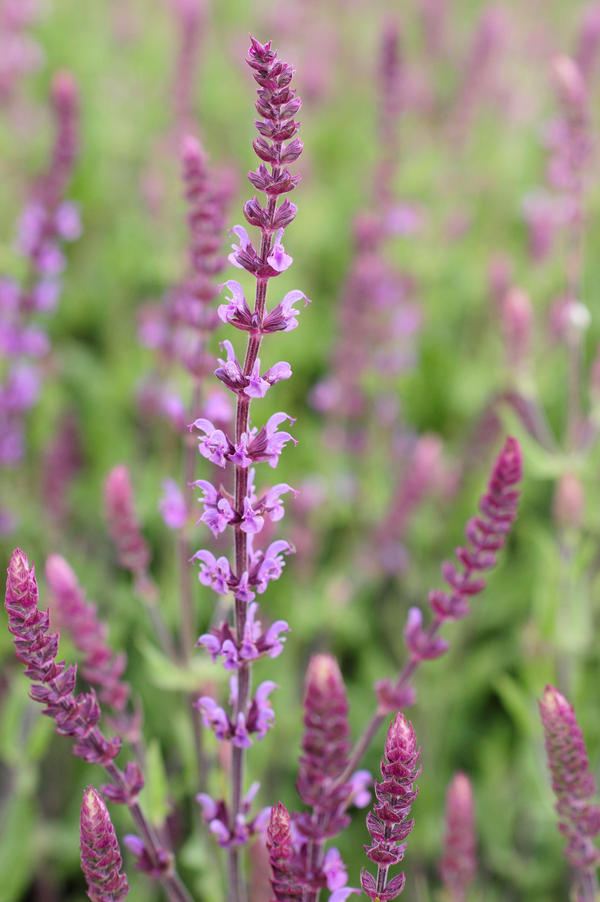 Salvia nemorosa 'Amethyst'