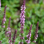 Salvia nemorosa 'Rose Queen'