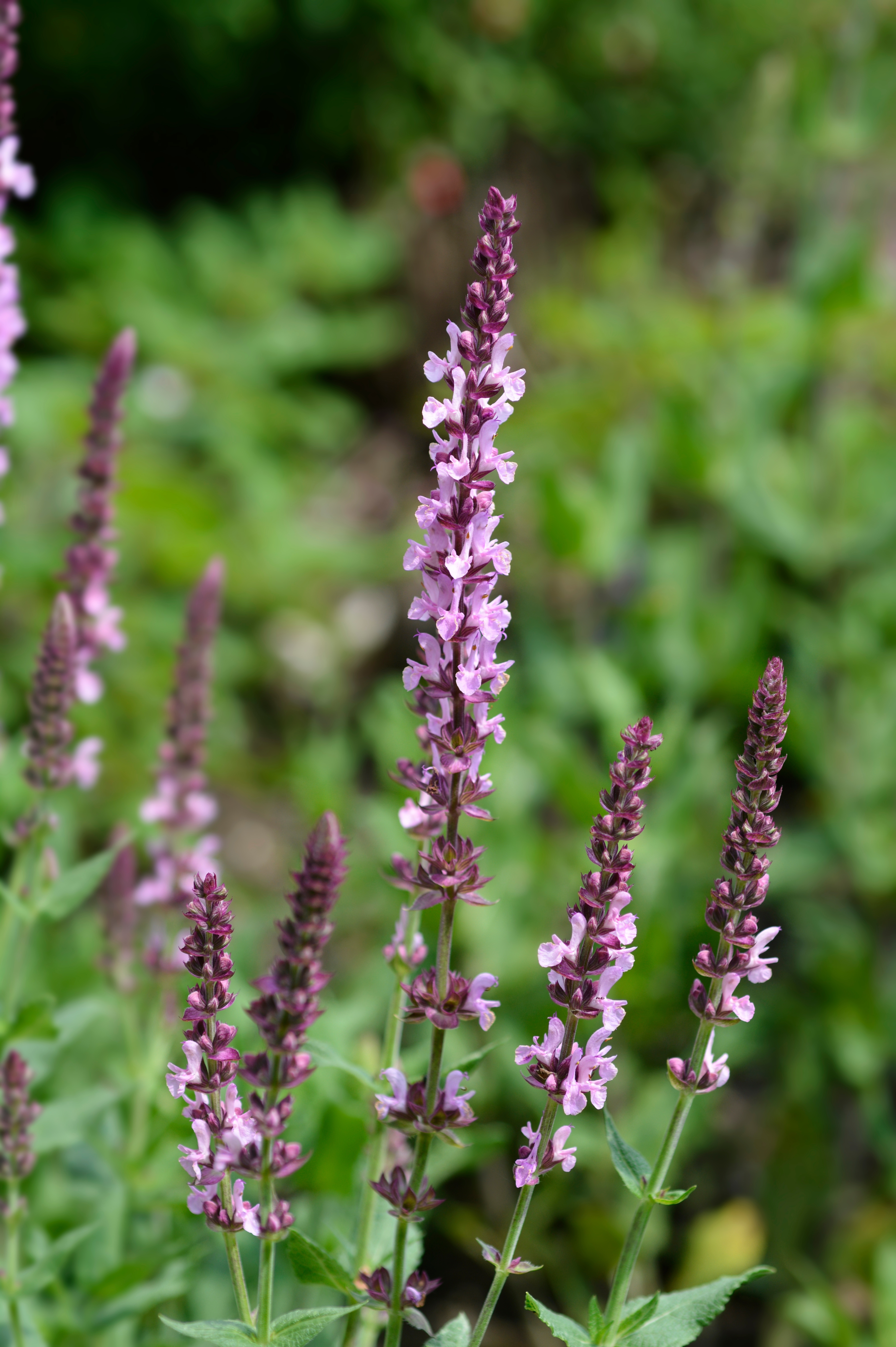 Salvia nemorosa 'Rose Queen'