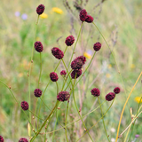 Sanguisorba officinalis