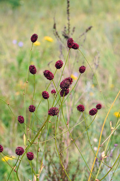 Sanguisorba officinalis