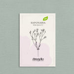 Saponaria vaccaria 'Pink Beauty'-Angelo
