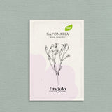 Saponaria vaccaria 'Pink Beauty'-Angelo
