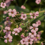 Saponaria vaccaria 'Pink Beauty'-Angelo