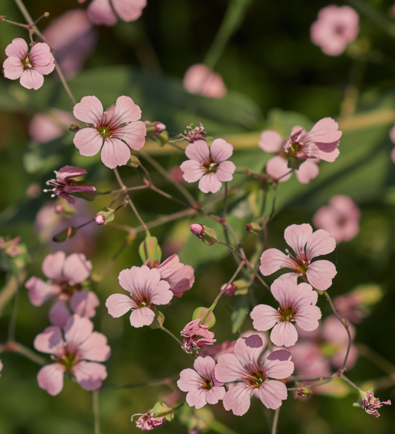 Saponaria vaccaria 'Pink Beauty'-Angelo