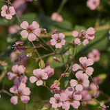 Saponaria vaccaria 'Pink Beauty'-Angelo
