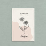 Scabiosa atropurpurea 'fata morgana'-Angelo