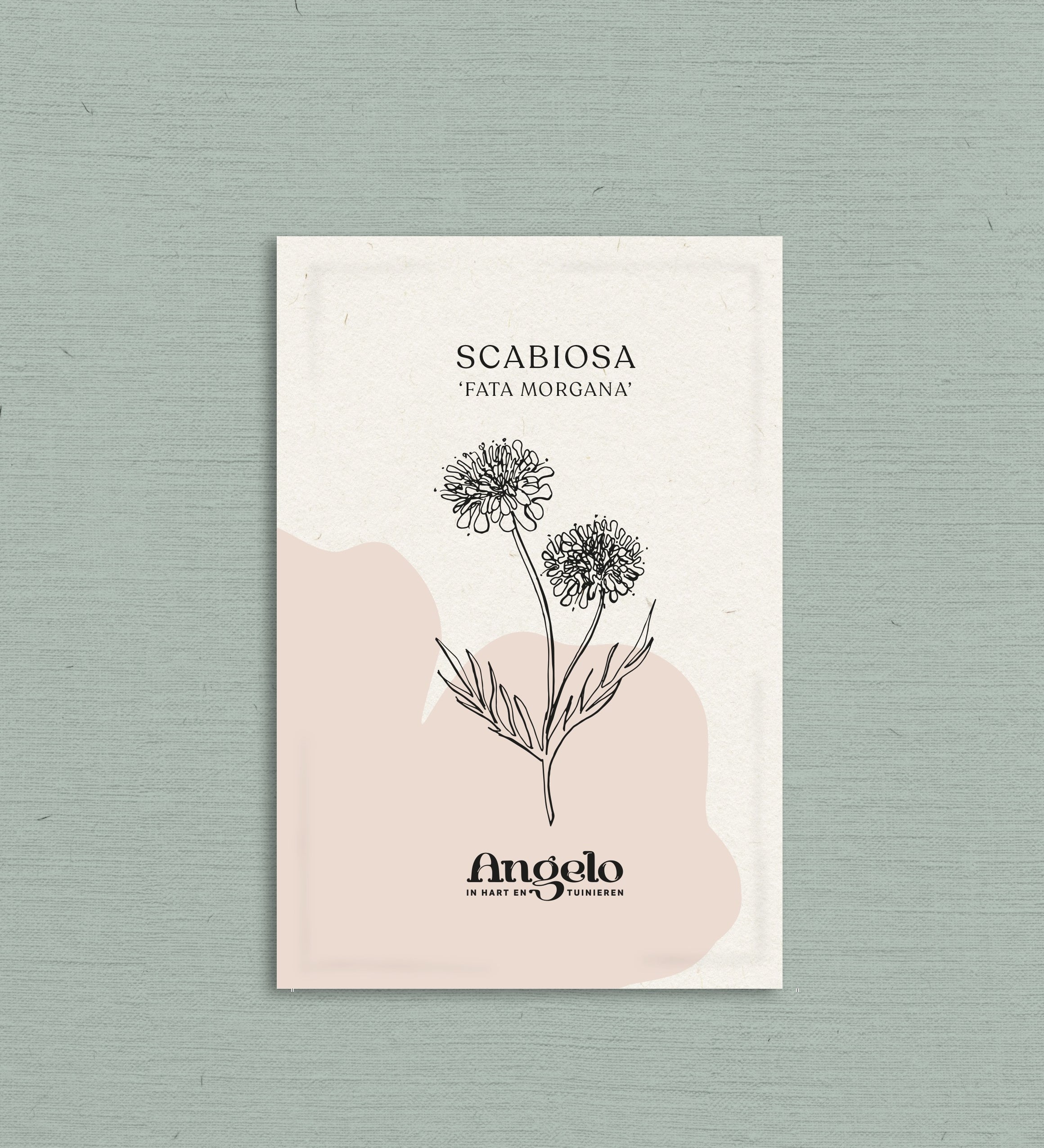 Scabiosa atropurpurea 'fata morgana'-Angelo