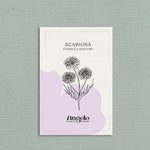 Scabiosa atropurpurea 'formula mixture'-Angelo